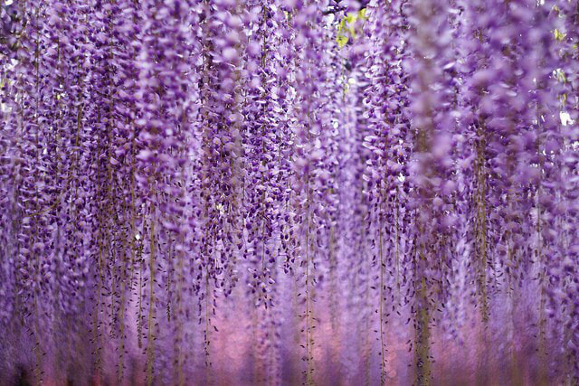 wisteria_01.jpg