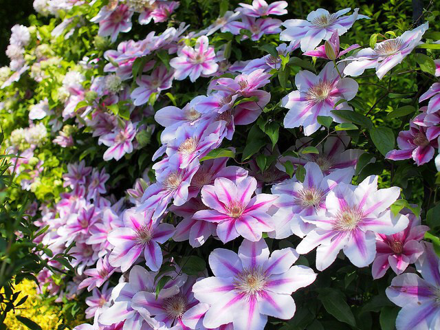 clematis_01.jpg
