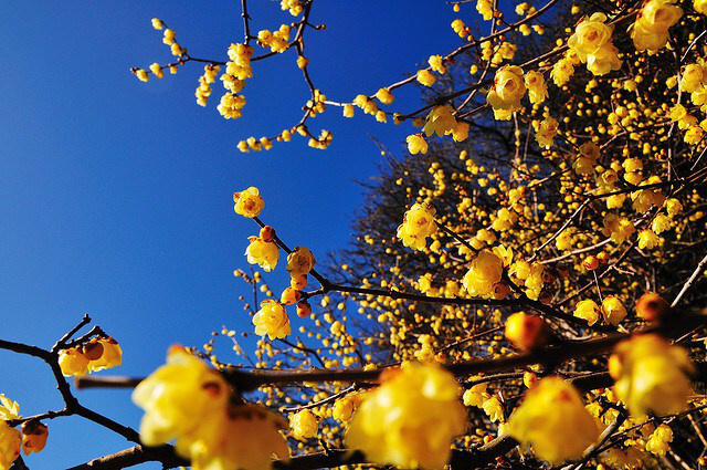 wintersweet_01.jpg